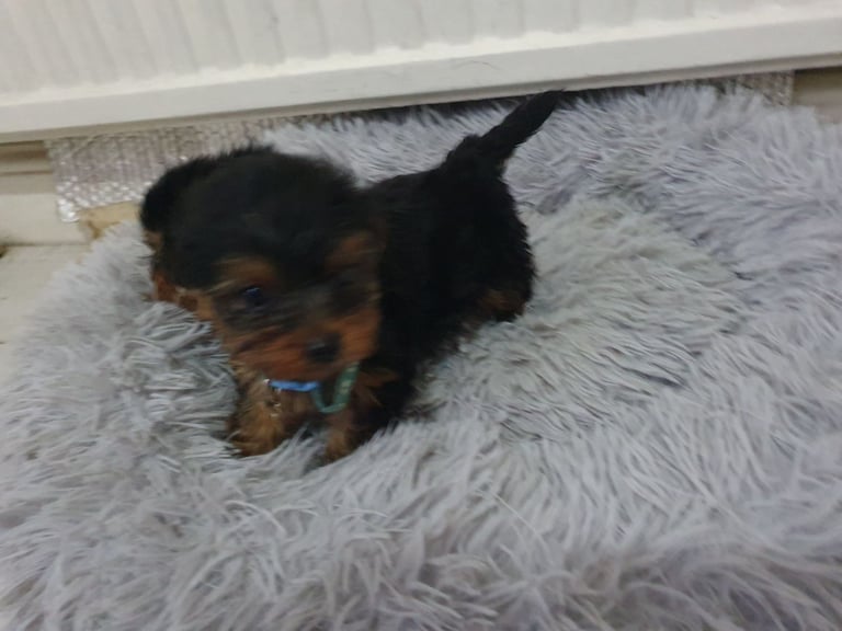 Yorkshire terrier puppies 