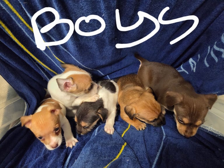 Jack russell pups 