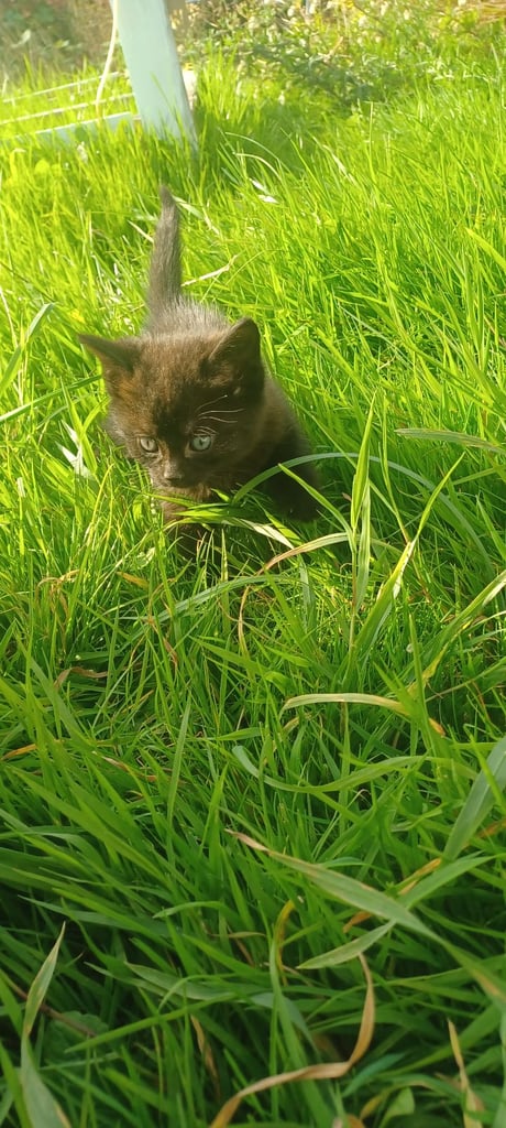 Adorable Kittens Looking for Loving Homes 🐾💙