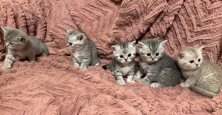 Beautiful Persian kittens. Last 3 to be Rehomed 
