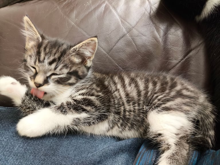 Nice kittens ready for their own home
