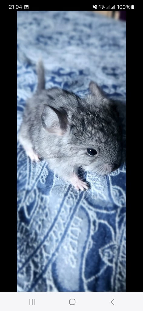 Chinchillas 