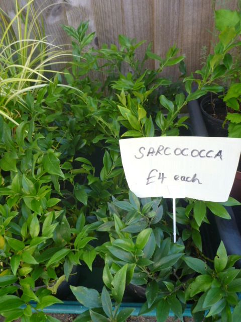 Garden Plants  Pachysandra, Campanula, Heuchera Palm Penstemon Grass Hellebore Hibiscus Fig  etc