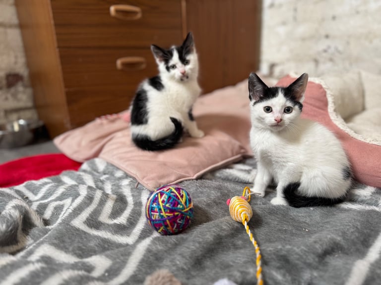 Two adorable 8-week-old European shorthair kittens – playful male duo! 🐱
