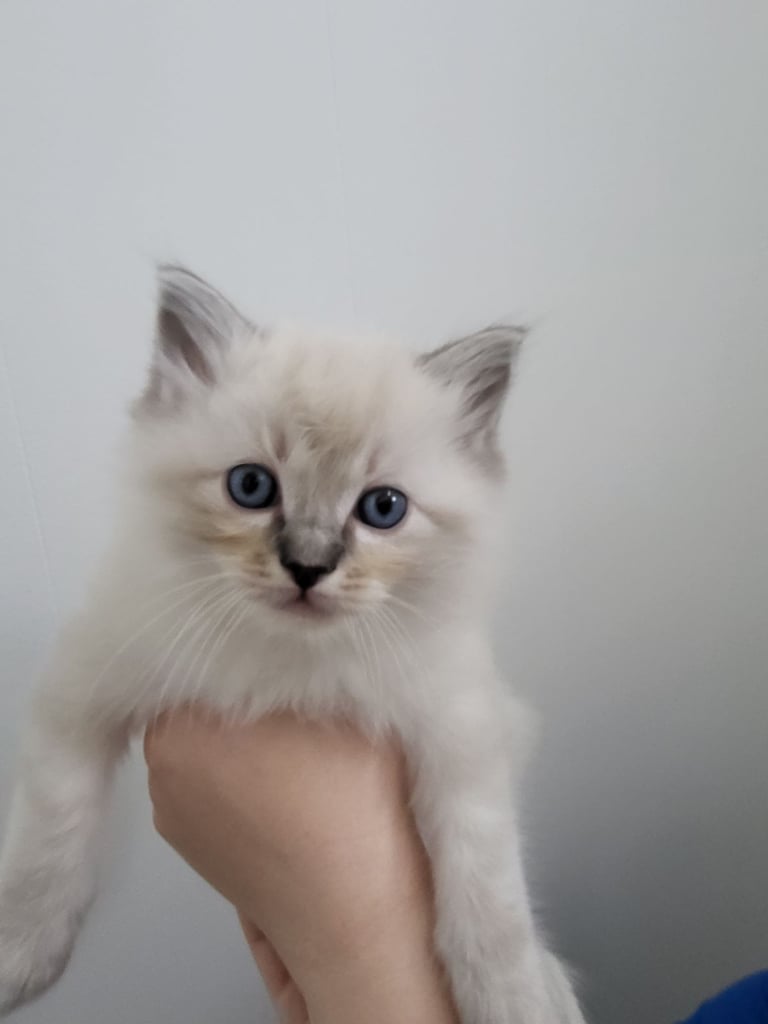Ragdoll kittens 