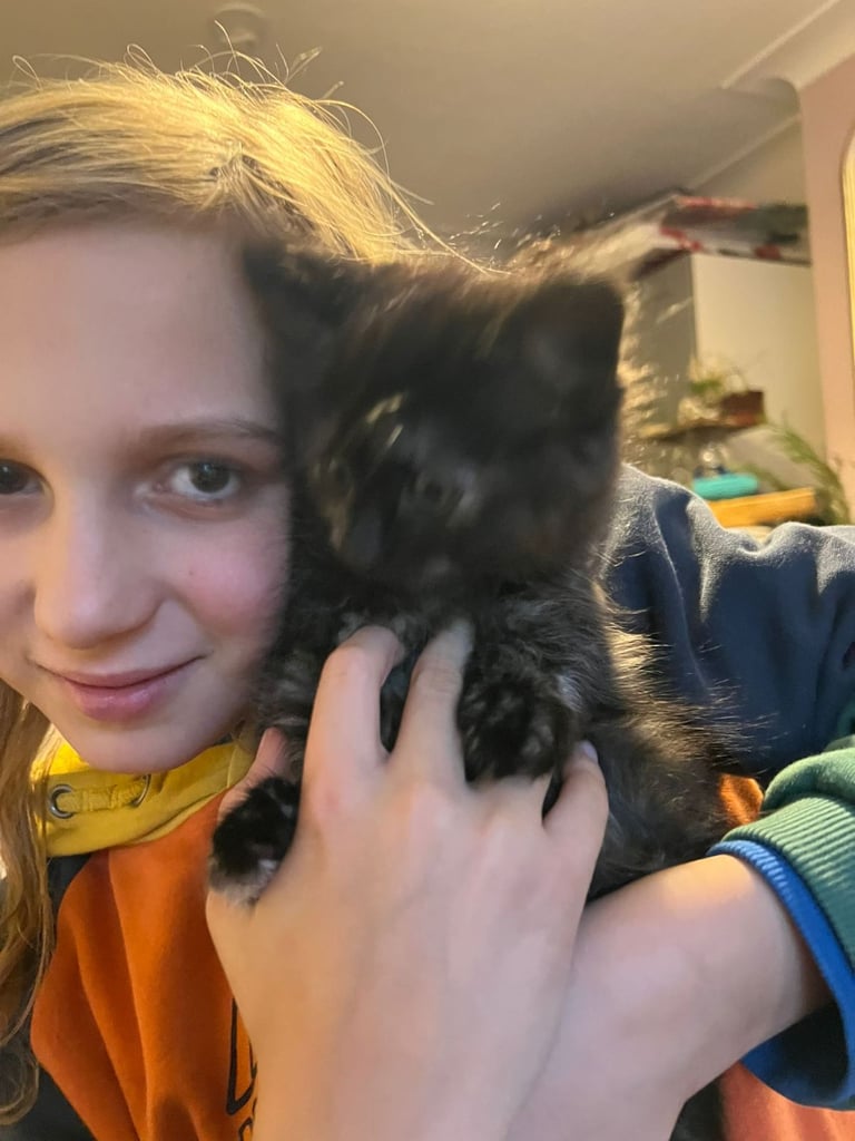 Lovely Tortoiseshell kittens ready to go