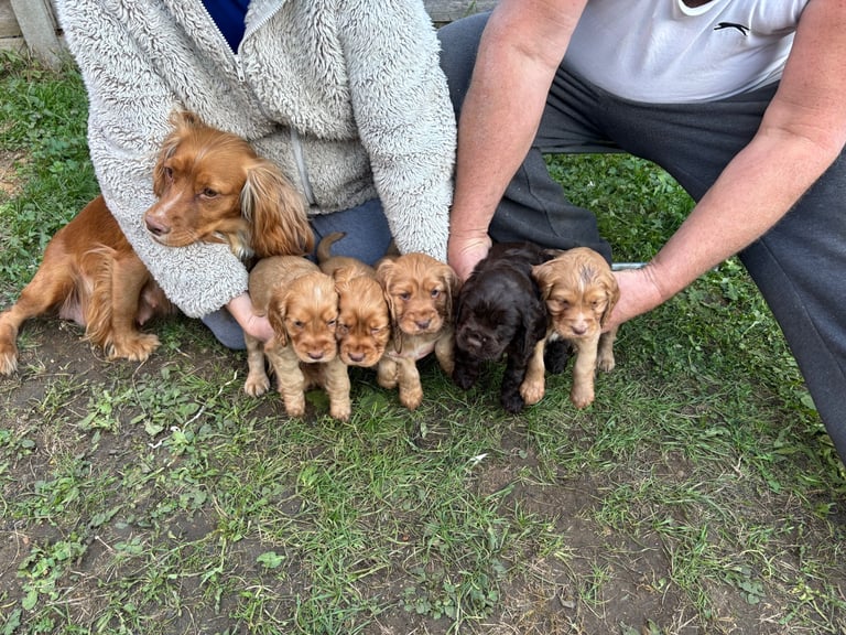KC Cocker Spaniel Puppies