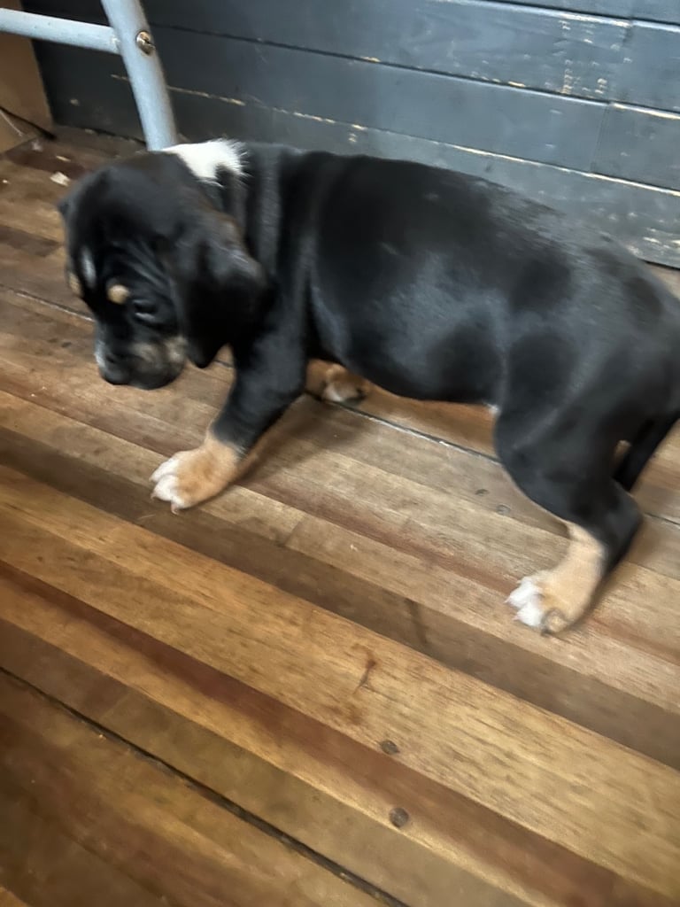 Old tyme english bulldog x Sproodle Puppy - Boy