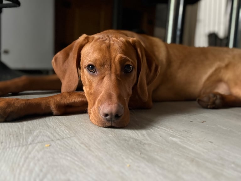 Red fox Lab x vizsla 