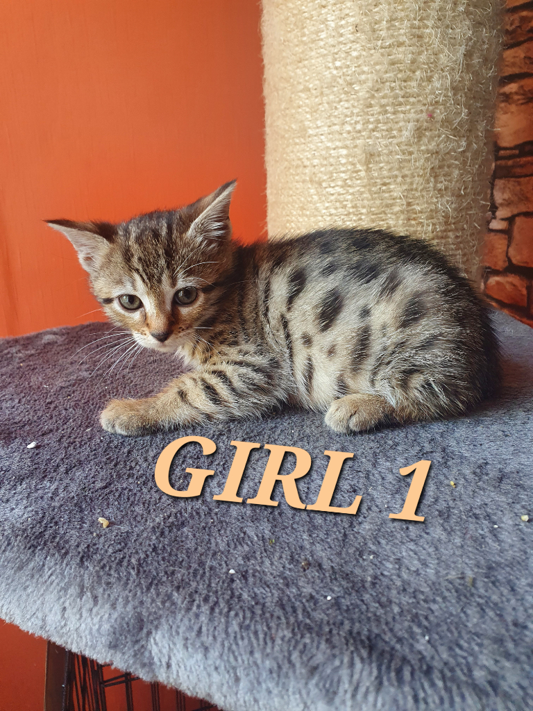 Stunning Bengal X Kittens ready to leave now 