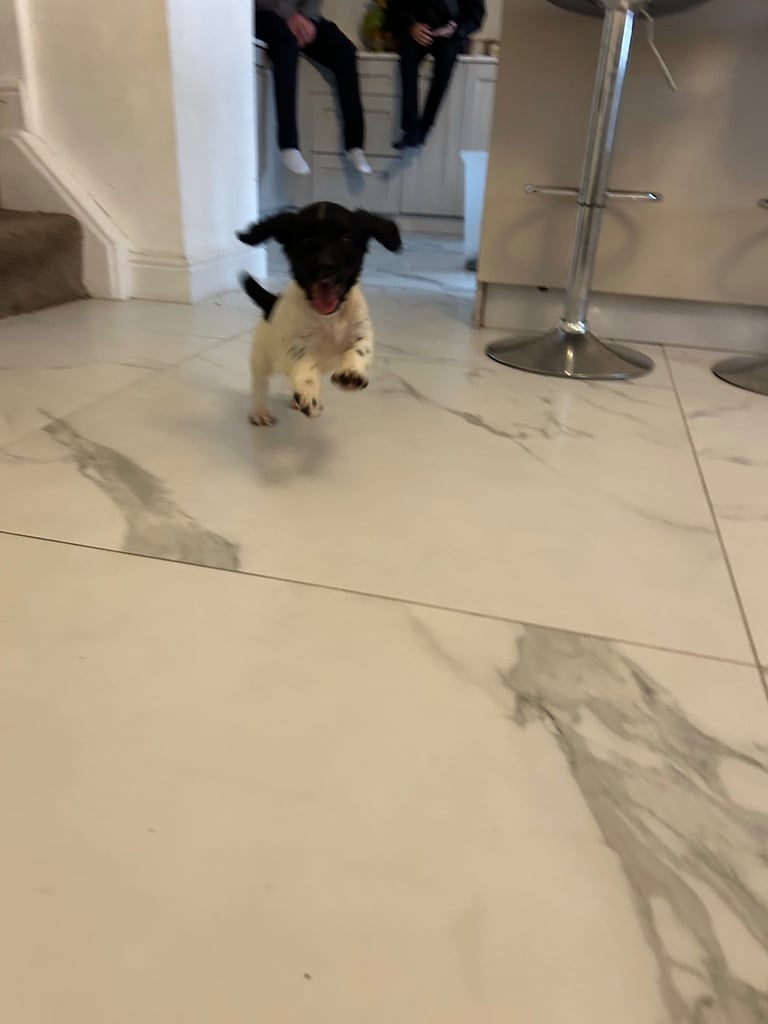 Ready now Kc reg male springer spaniels 