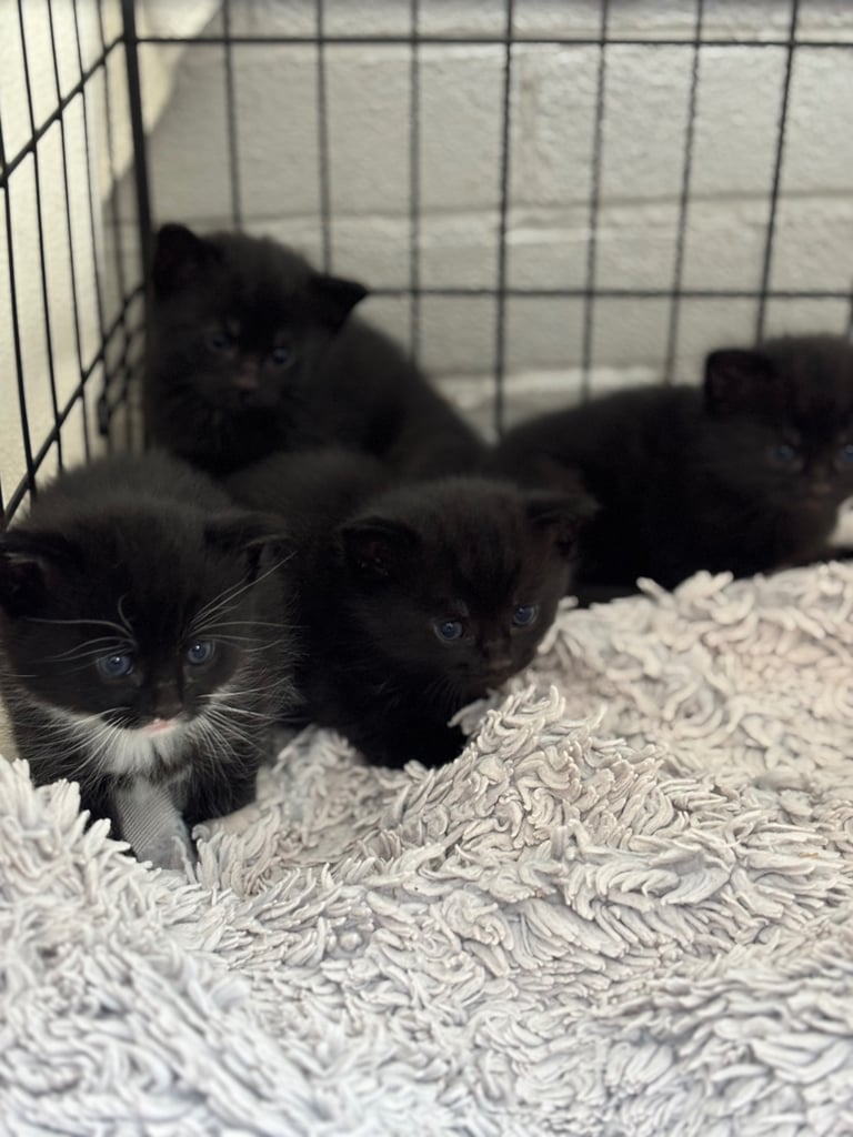 Four beautiful kittens 