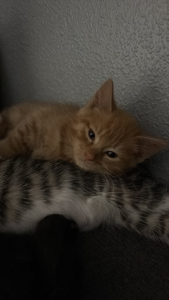 6 kittens looking for there forever homes 