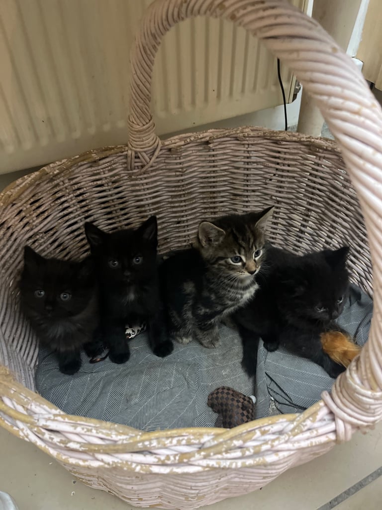 Fluffy Kittens For Sale (1 LEFT) 