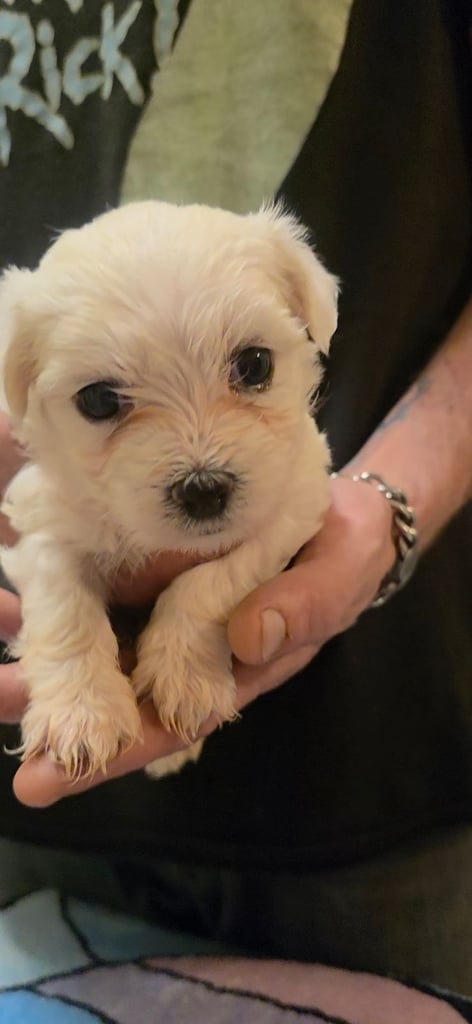 Adorable Maltese  Puppies 