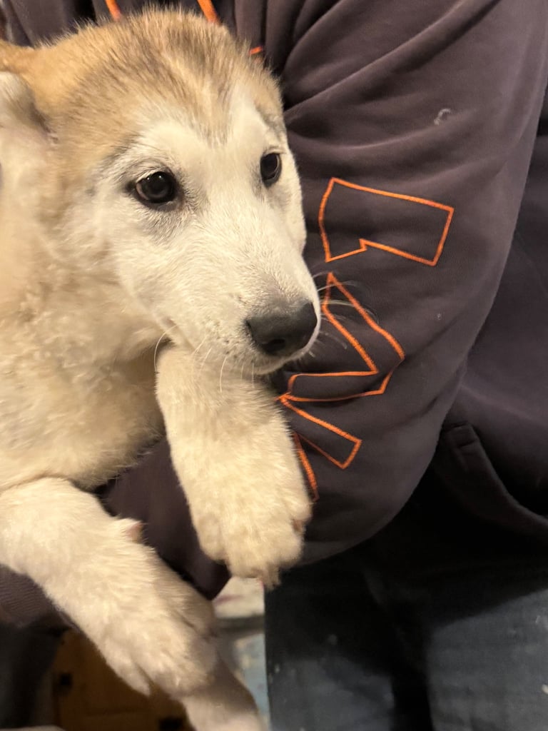 3 Beautiful Husky X Malamute Puppies for sale 