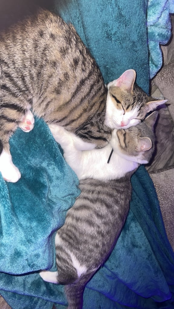 British shorthair mix