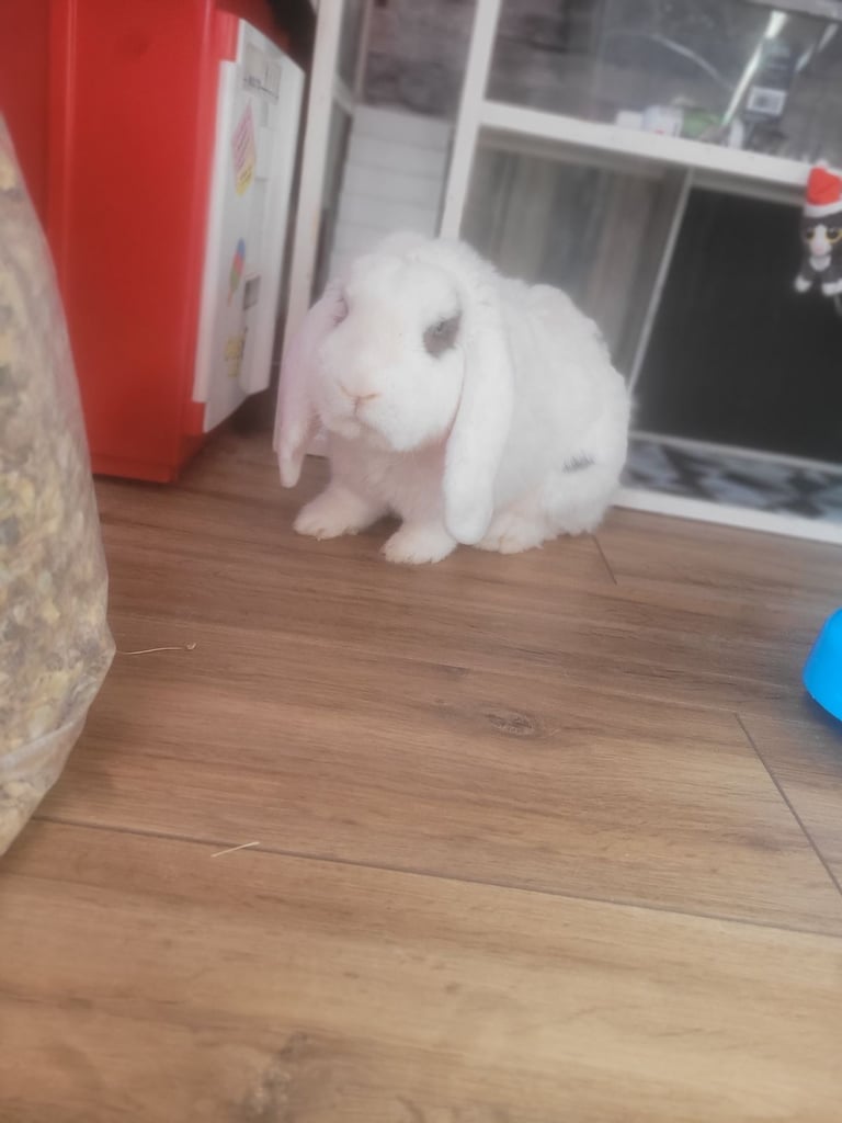 Rabbit less than 3 years old