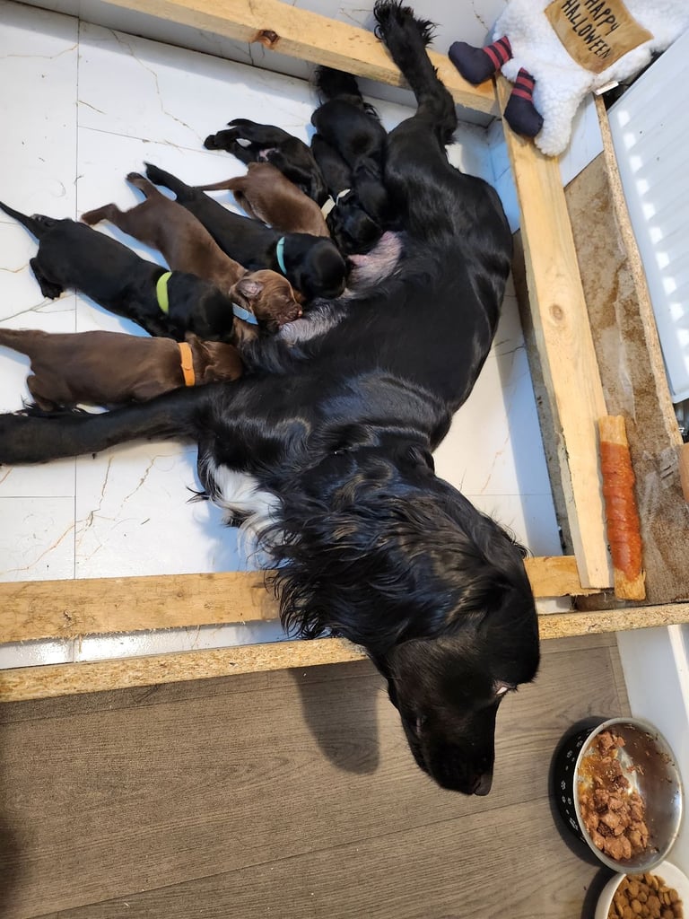 Cocker Spaniel Puppies🐕 Ready to leave December 1st🐕🎄💙💖