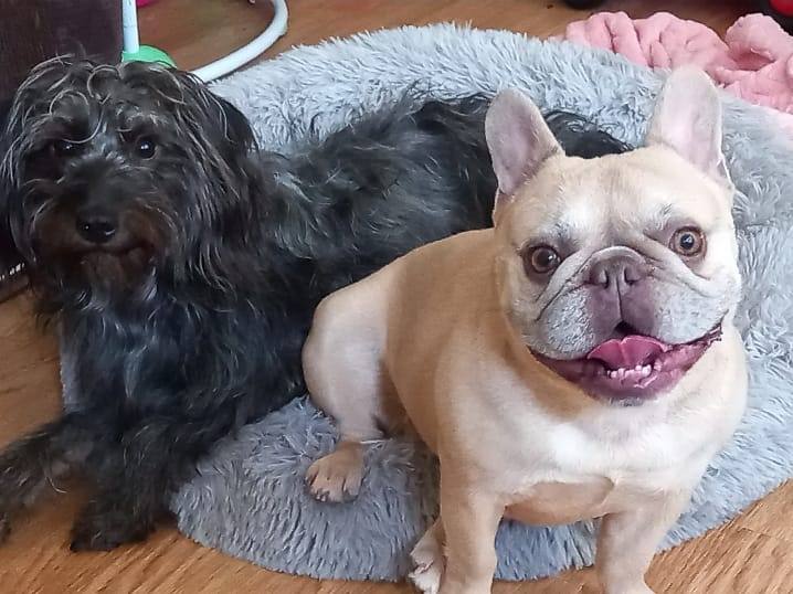 2 Female French bulldog x terrier mix 450 each