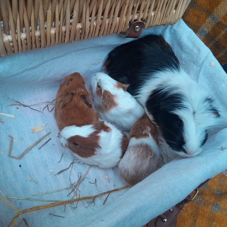Guinea pigs for sale