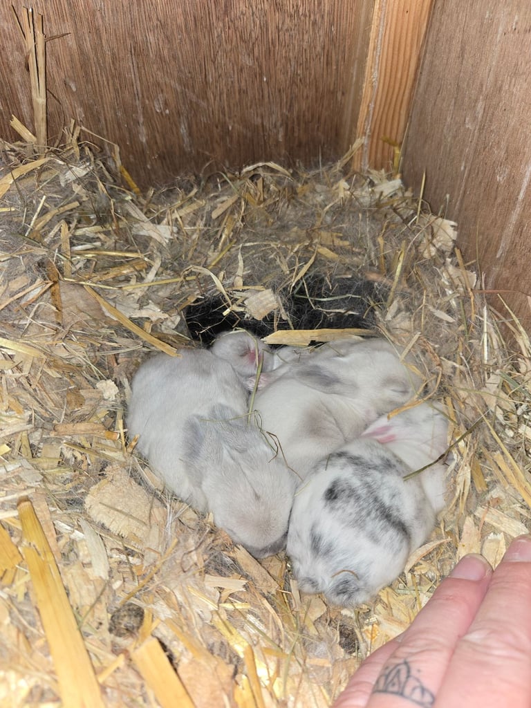 Beautiful mini lops ready now