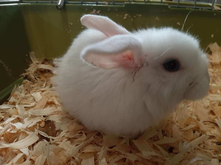 Lop/Lionhead Rabbits 