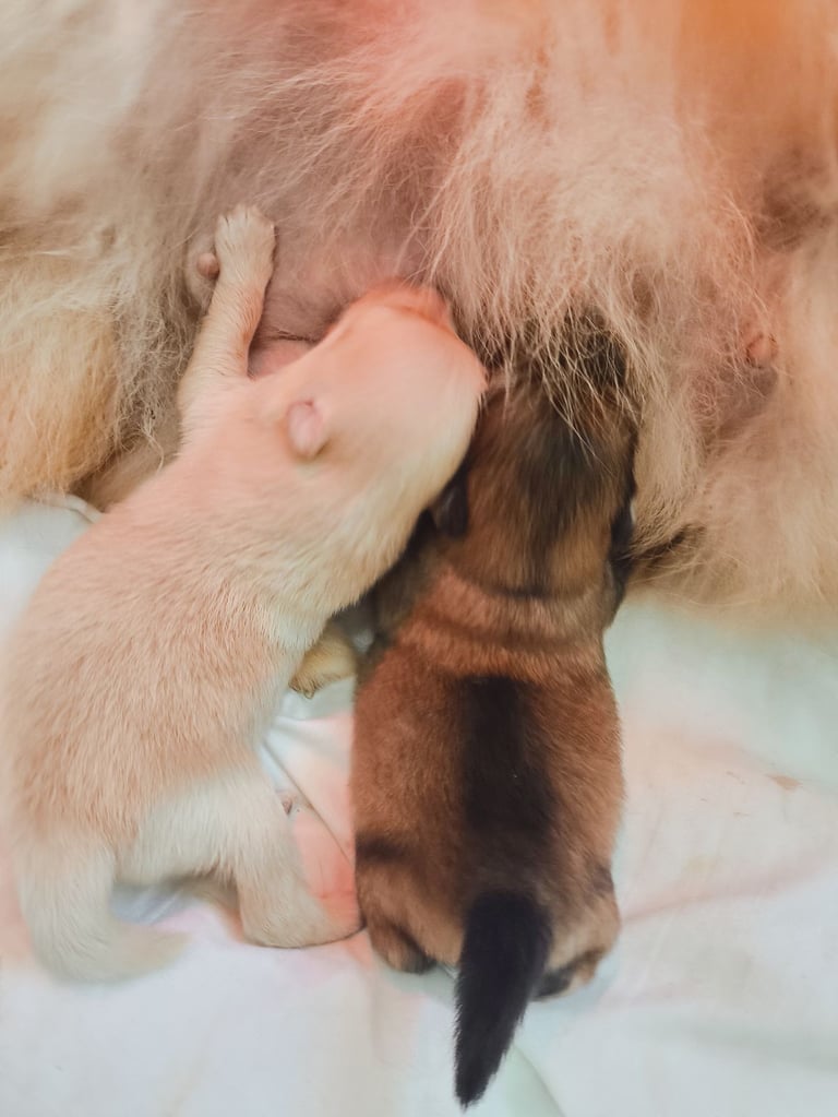 Pomeranian puppies - 2 boys