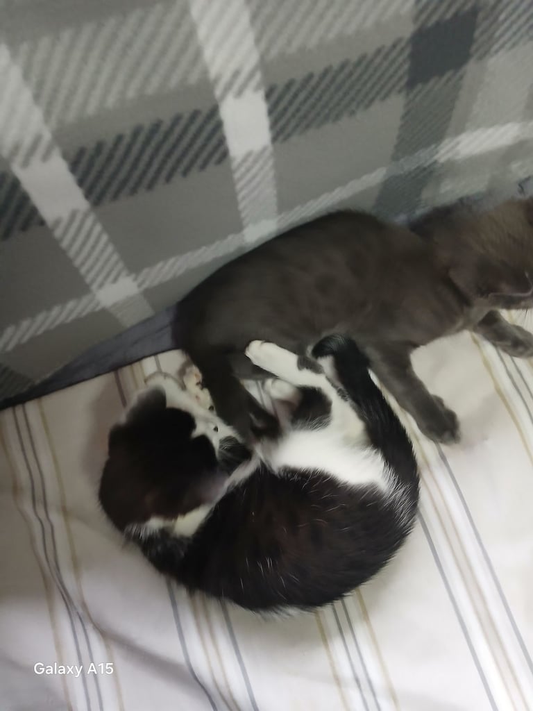 Bengal kittens male females available