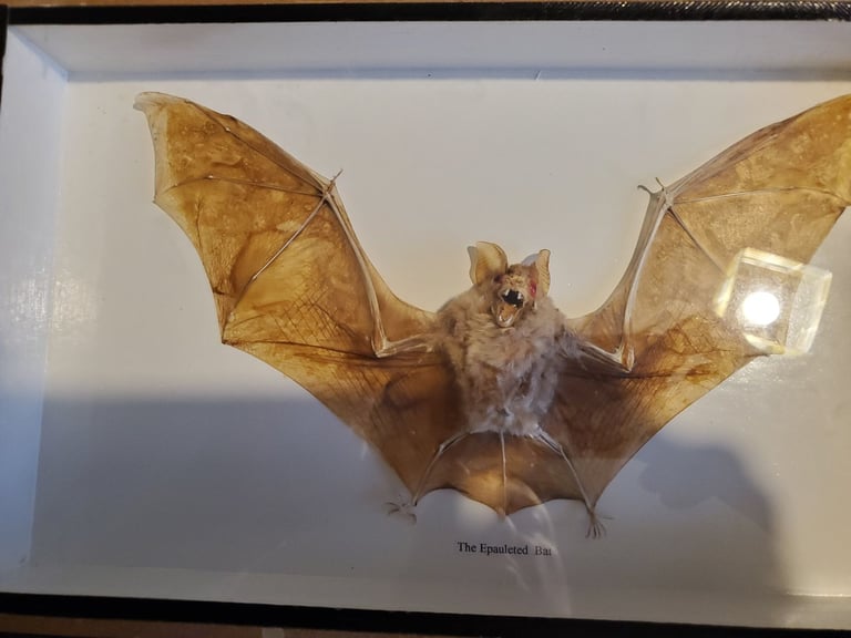 Bat taxidermy 