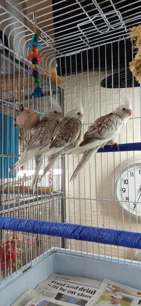 Beautiful young cockatiels