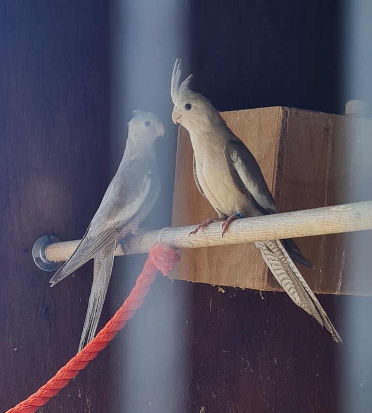 Baby cockatiels