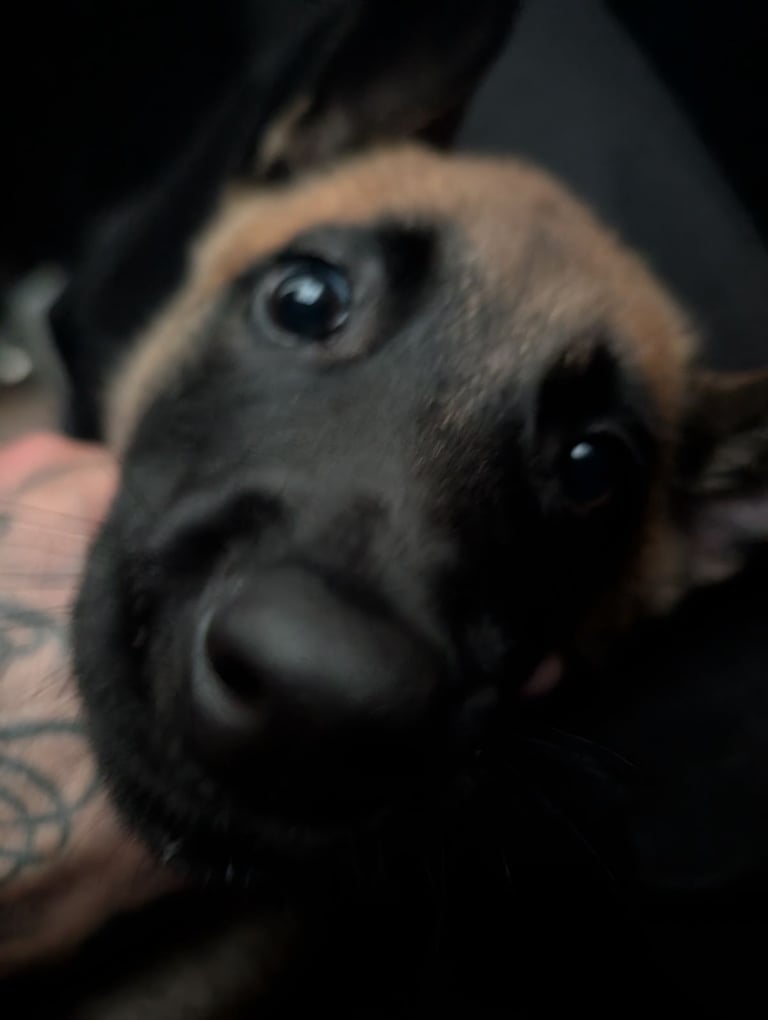 Beautiful Belgian Malinois 