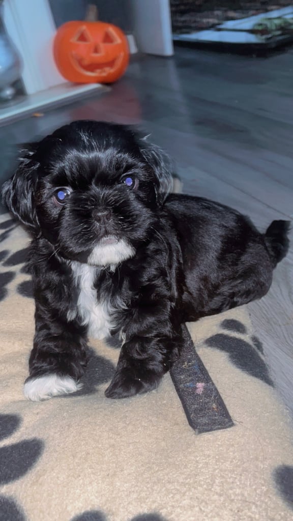 Shih szu boys for sale