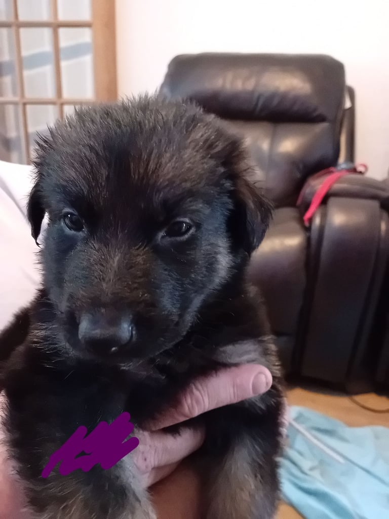 German Shepherd puppies 