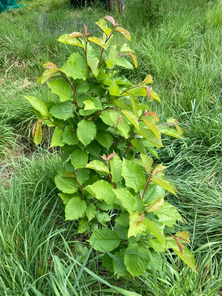 American cherry (Big size cherry) trees (£20 per tree)