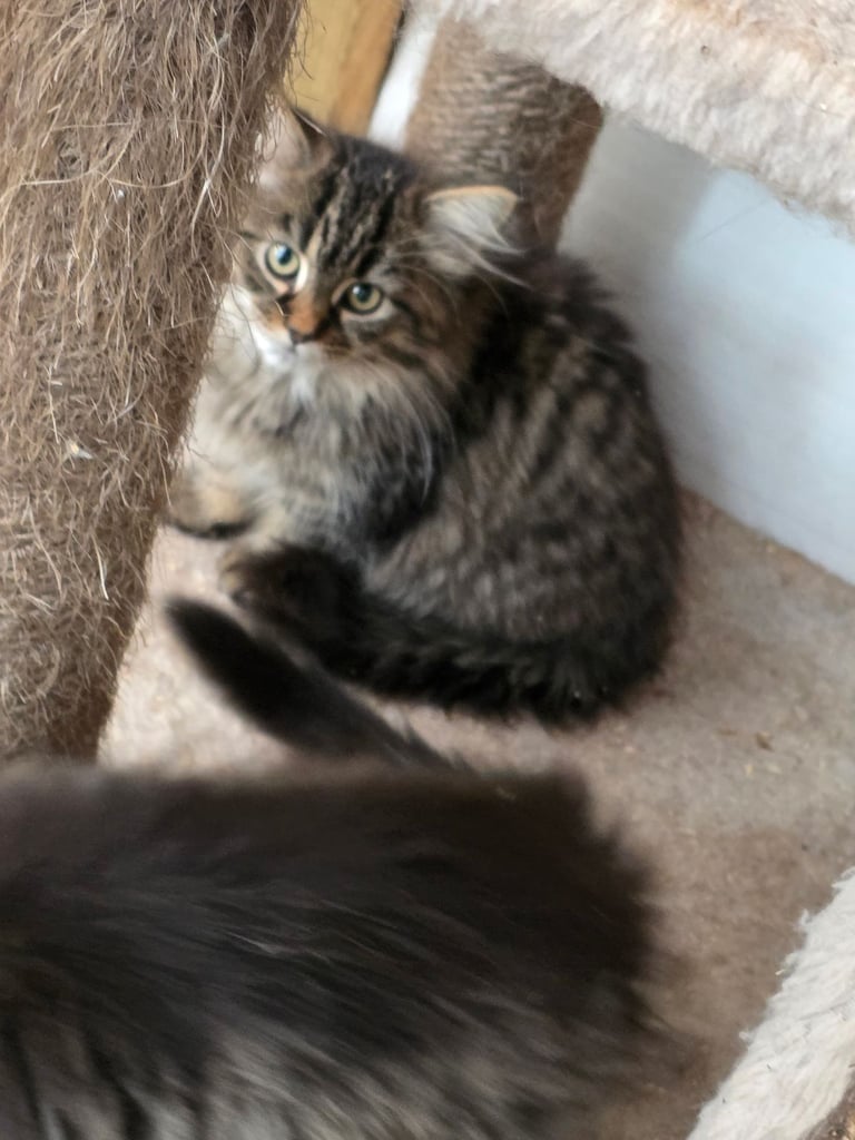 Polydactl maine coone kittens 