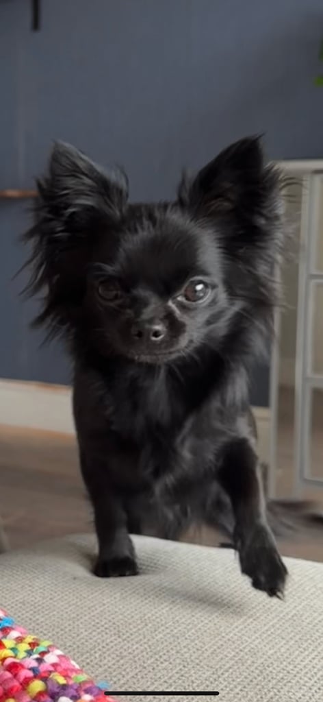 2 year old long haired Chihuahua