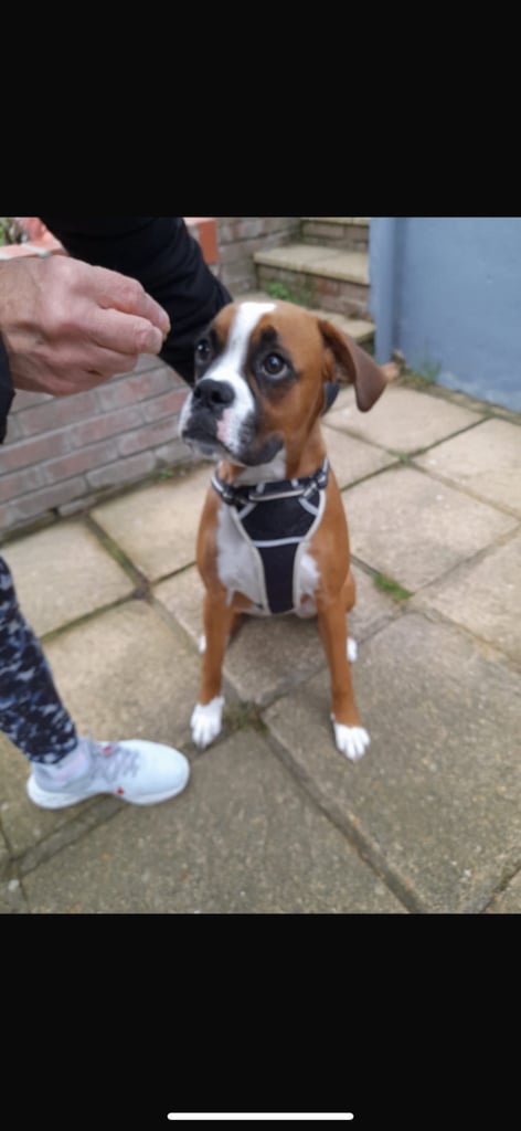 image for Boxer puppy