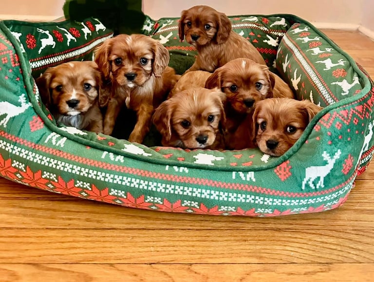 Cavalier King Charles spaniel puppies ready now