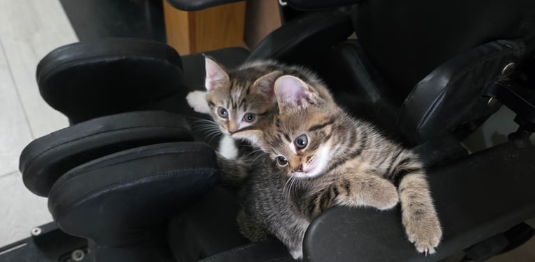 Kittens 