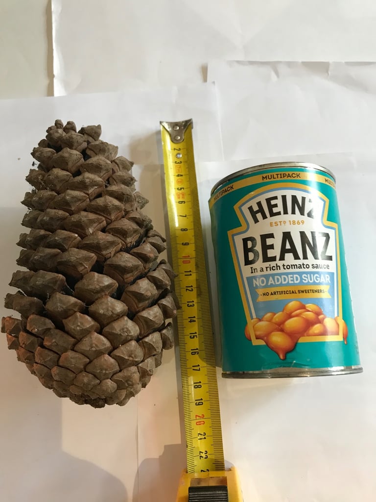 Giant Fir Cones