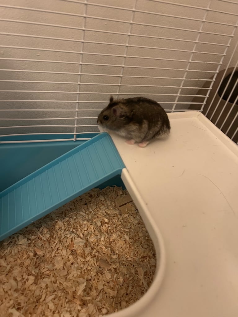 Russian Dwarf Hamster 🐹 4m + Cage & accessories 