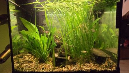 Well running fish tank for beginners 