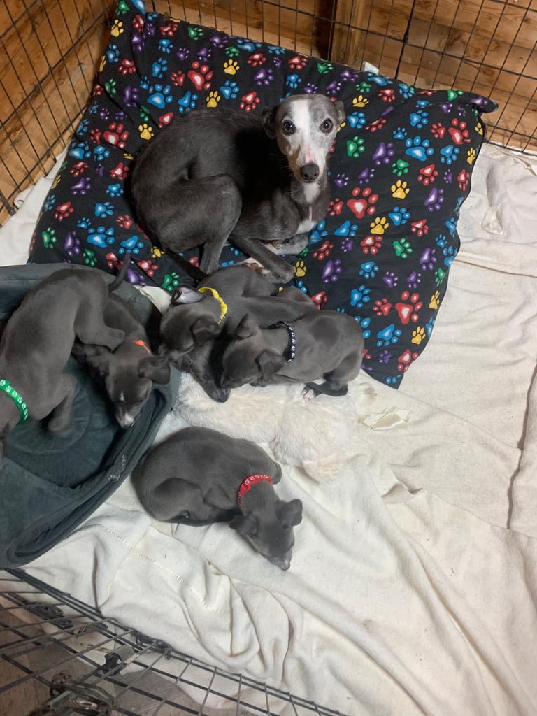 Whippet puppies 