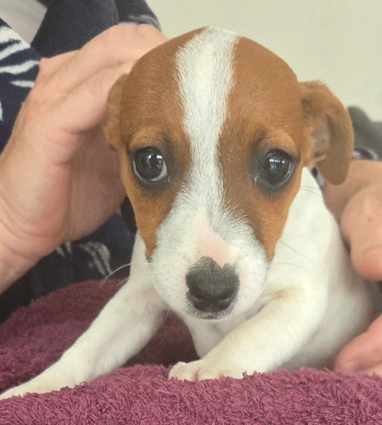 Miniture jack russell puppies for sale 