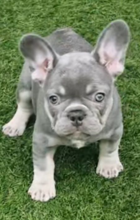 Lilac & Fawn Frenchie Pup Girl [15 week old] 