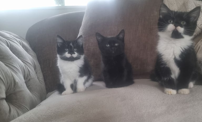 image for Adorable little kittens