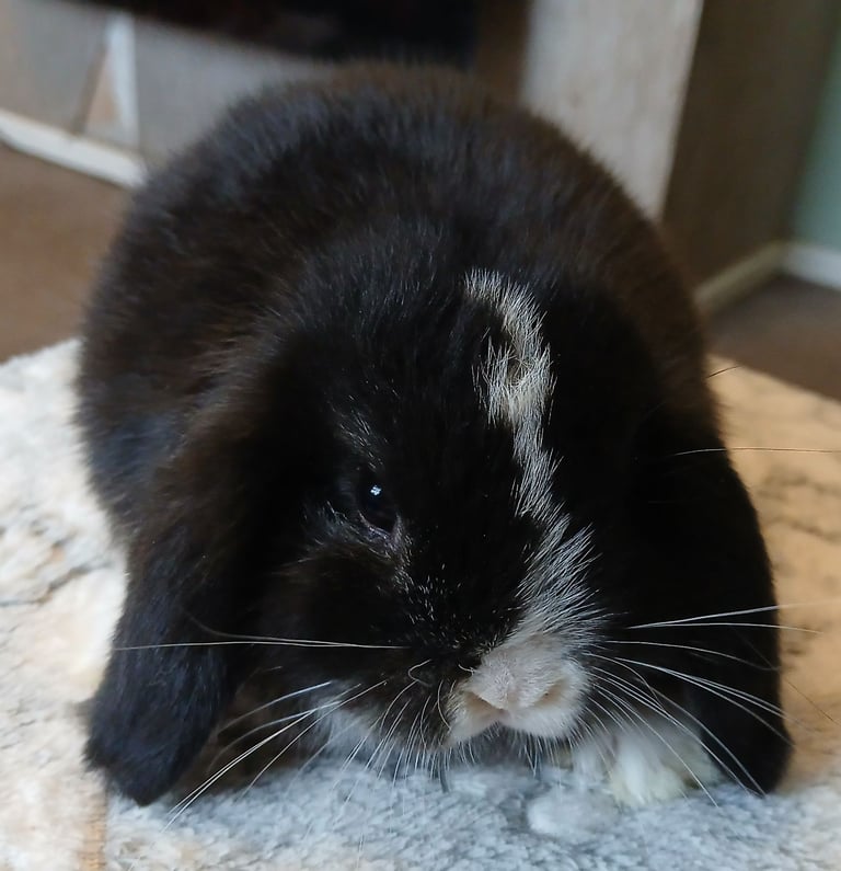 image for Stunning mini lop baby rabbits 