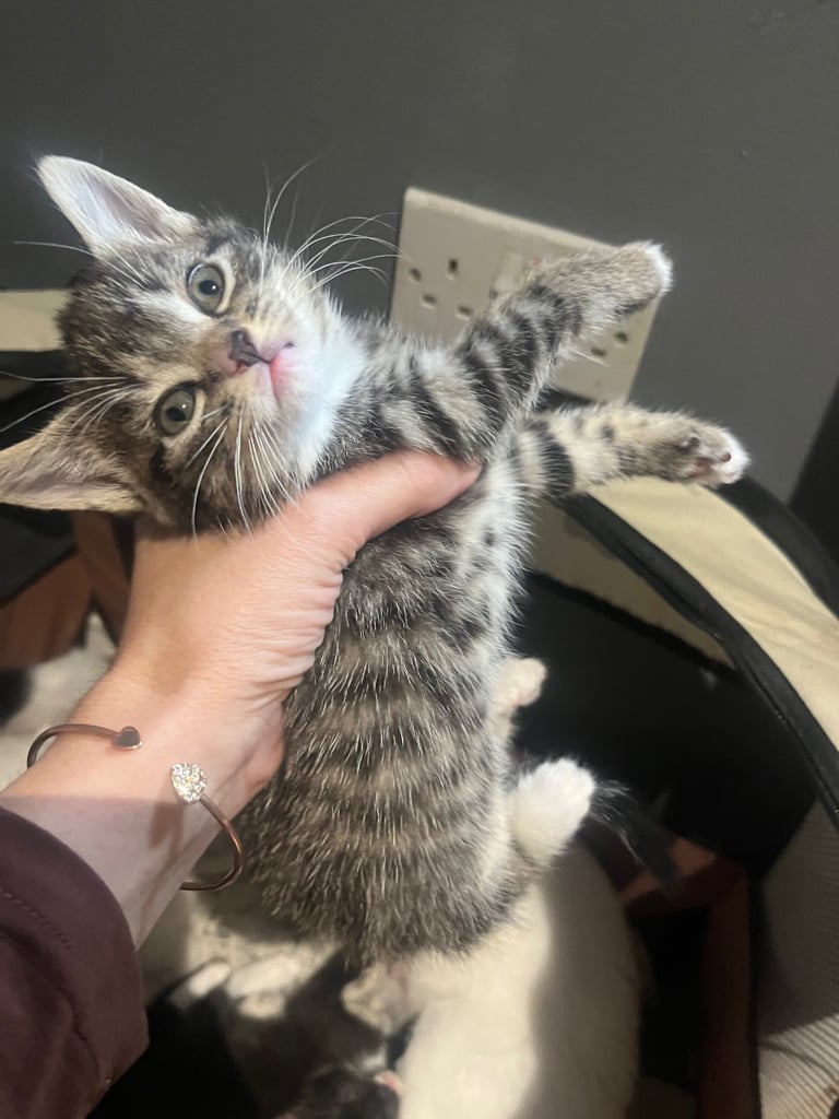 Lovley Kitten’s 
